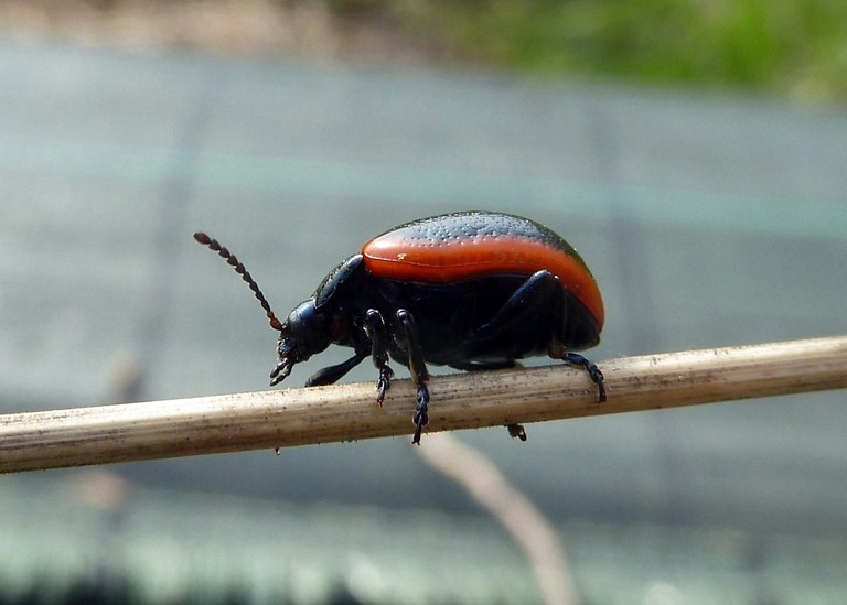 Due Chrysolina, rossia e marginata