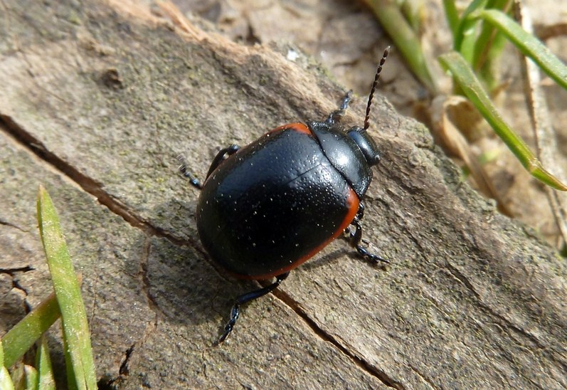 Due Chrysolina, rossia e marginata