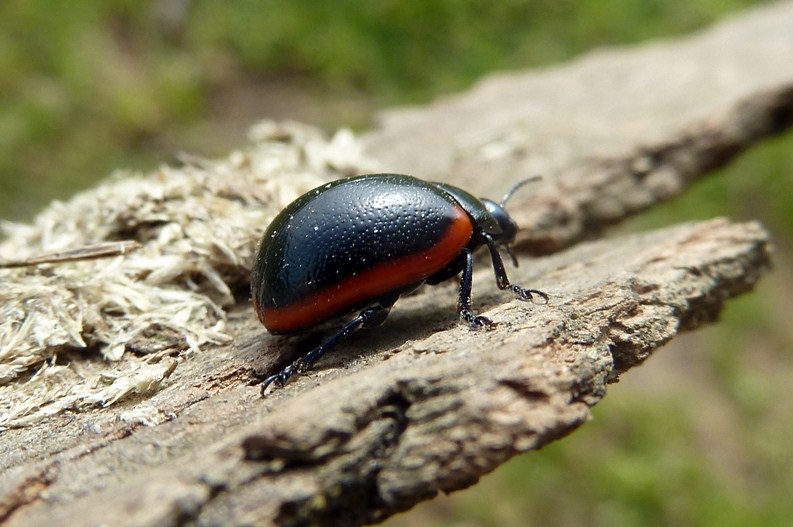 Due Chrysolina, rossia e marginata