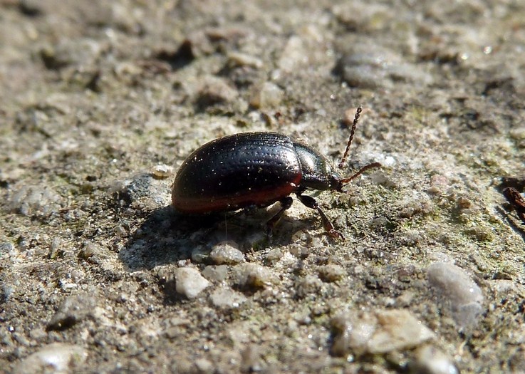 Due Chrysolina, rossia e marginata