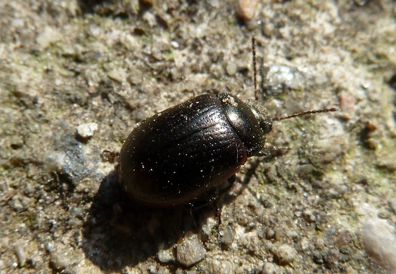 Due Chrysolina, rossia e marginata