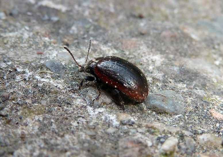 Due Chrysolina, rossia e marginata