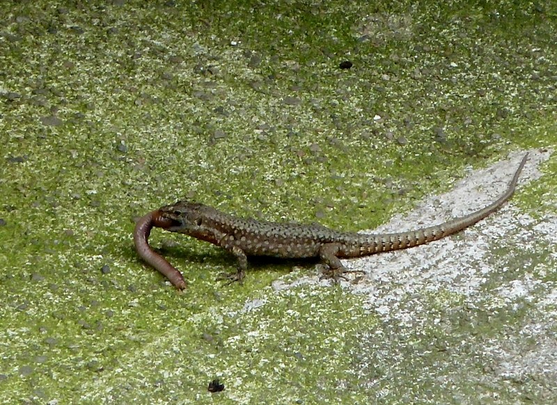 Pranzo extra-large (Podarcis muralis preda lombrico)