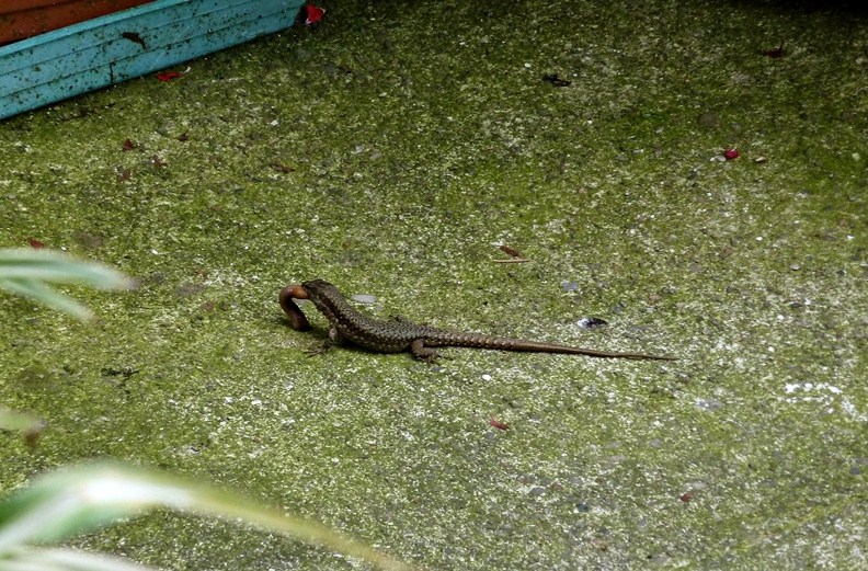 Pranzo extra-large (Podarcis muralis preda lombrico)