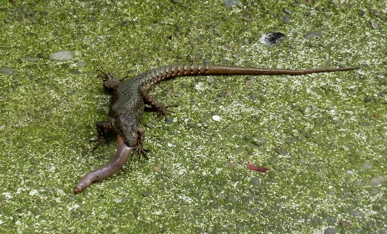 Pranzo extra-large (Podarcis muralis preda lombrico)