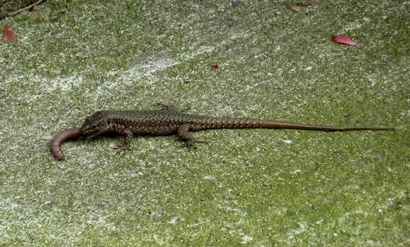 Pranzo extra-large (Podarcis muralis preda lombrico)