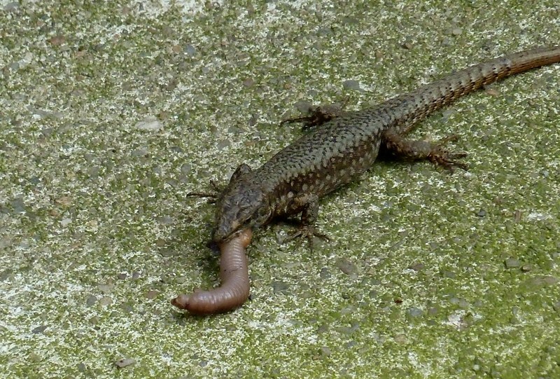 Pranzo extra-large (Podarcis muralis preda lombrico)