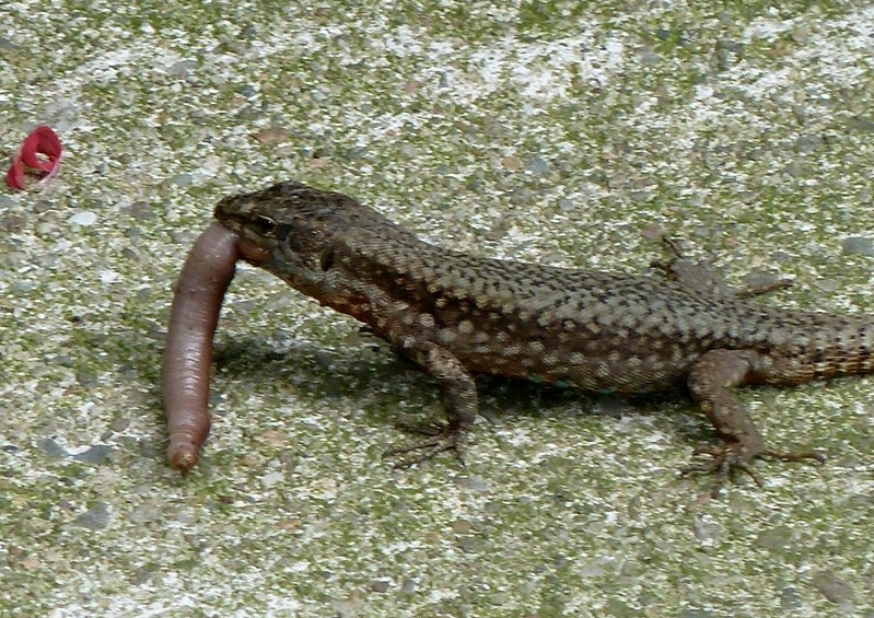 Pranzo extra-large (Podarcis muralis preda lombrico)