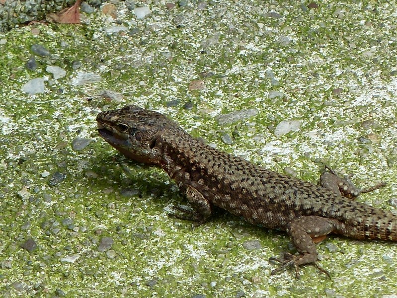 Pranzo extra-large (Podarcis muralis preda lombrico)