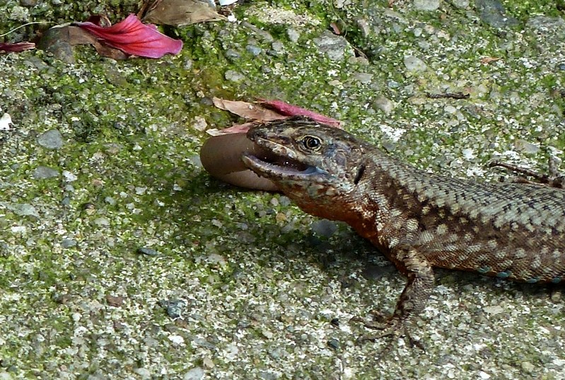 Pranzo extra-large (Podarcis muralis preda lombrico)