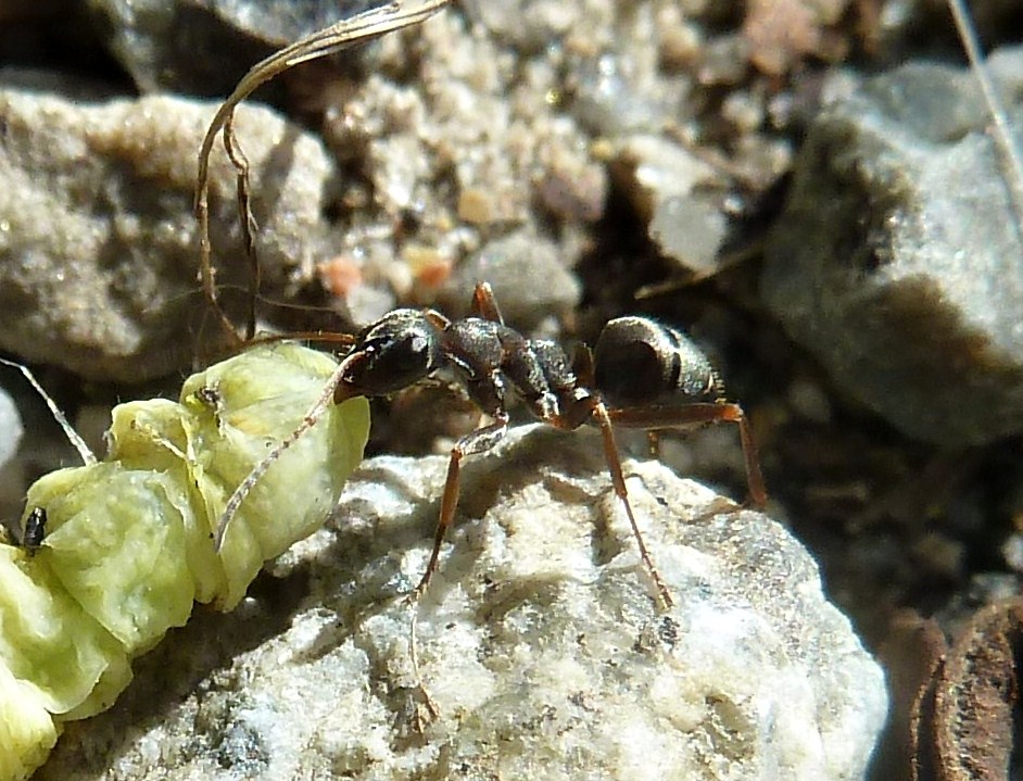 Formica (Serviformica) sp. (cfr. cunicularia)