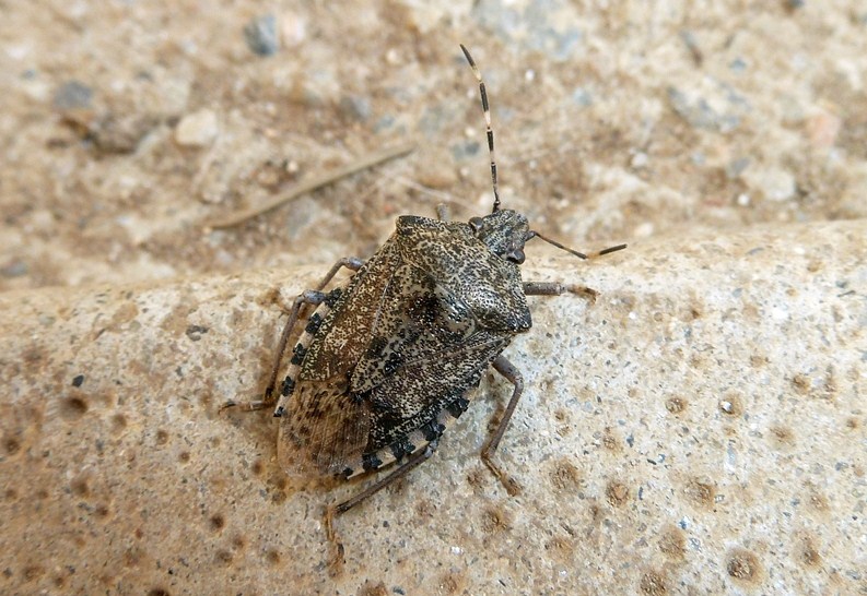 Rhaphigaster nebulosa? S