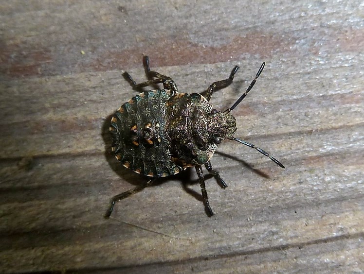 Pentatomidae: Pentatoma rufipes (MI)