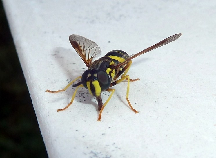 Chrysotoxum bicinctum var. tricinctum