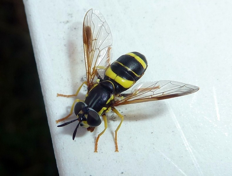 Chrysotoxum bicinctum var. tricinctum