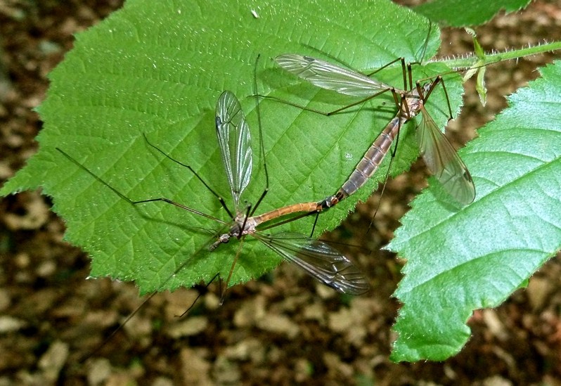 Accoppiamento Tipula sp.