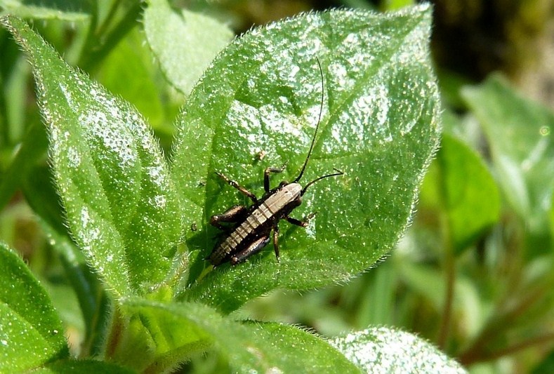 Bianconero da identificare