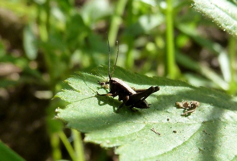 Bianconero da identificare