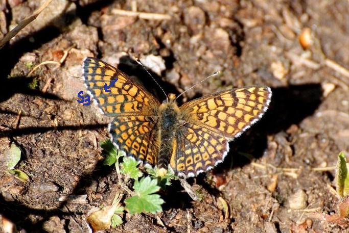 Melitaea cinxia e phoebe