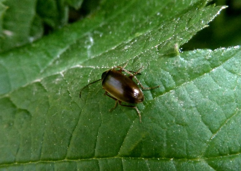 Isomira sp. (Tenebrionidae, Alleculinae)