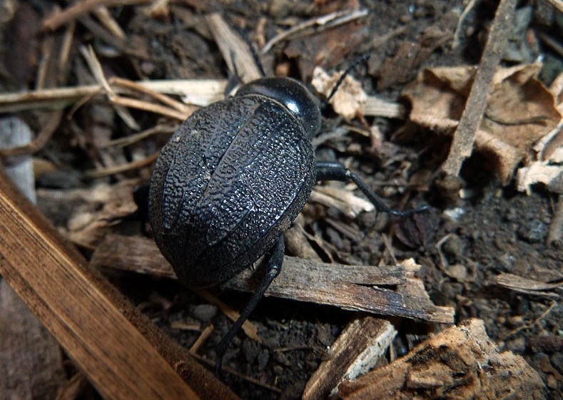 Stromboli - Pimelia rugulosa ssp. rugulosa