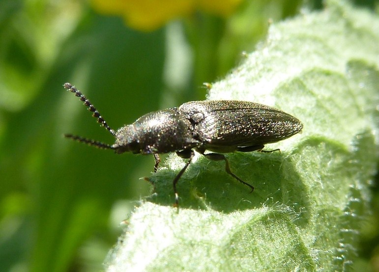 Elateridae (?) da id: Cidnopus pilosus (cf.)