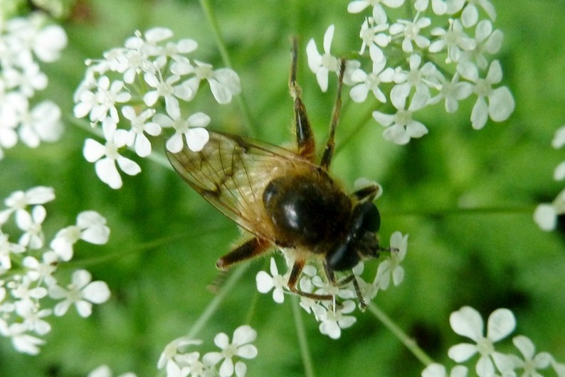 Da determinare - Brachypalpus cf. laphriformis