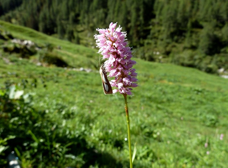 Bistorta officinalis