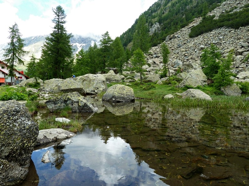 Girini all''Alpe Ventina - Rana temporaria