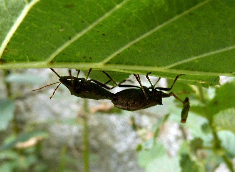 Pentatomidae Asopinae