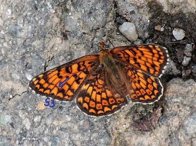 Melitaea cinxia e phoebe