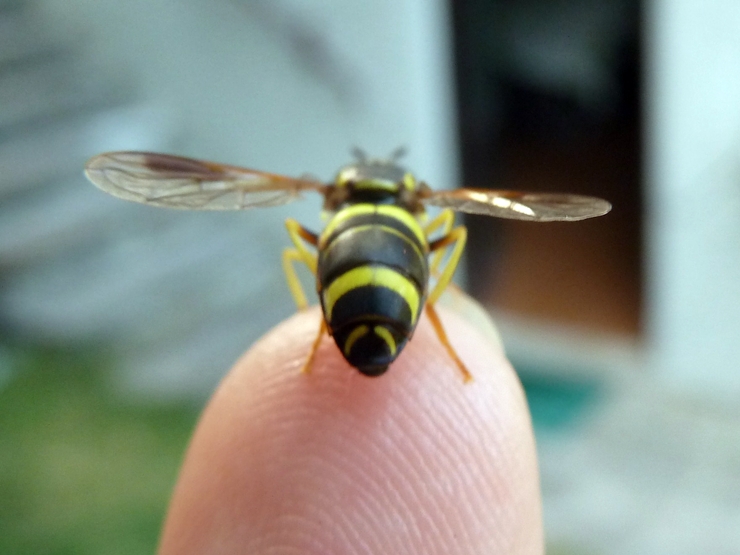 Chrysotoxum bicinctum var. tricinctum