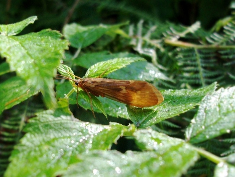 Potamophylax della Val Tartano (Valtellina)