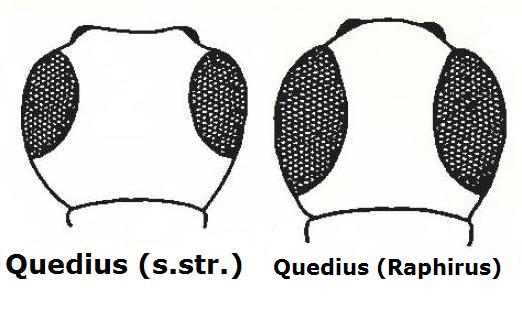 Altro Staphylinidae - Quedius (Raphirus) sp.