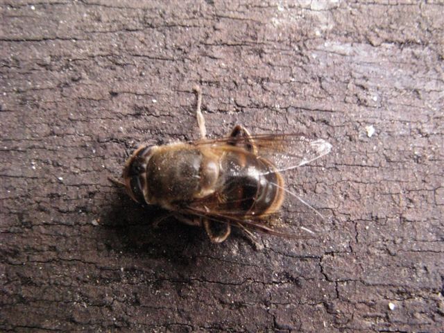 Eristalis tenax svernante