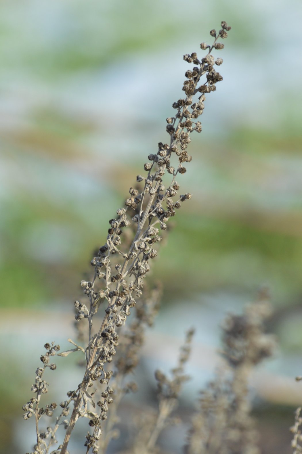 Artemisia absinthium / Assenzio vero