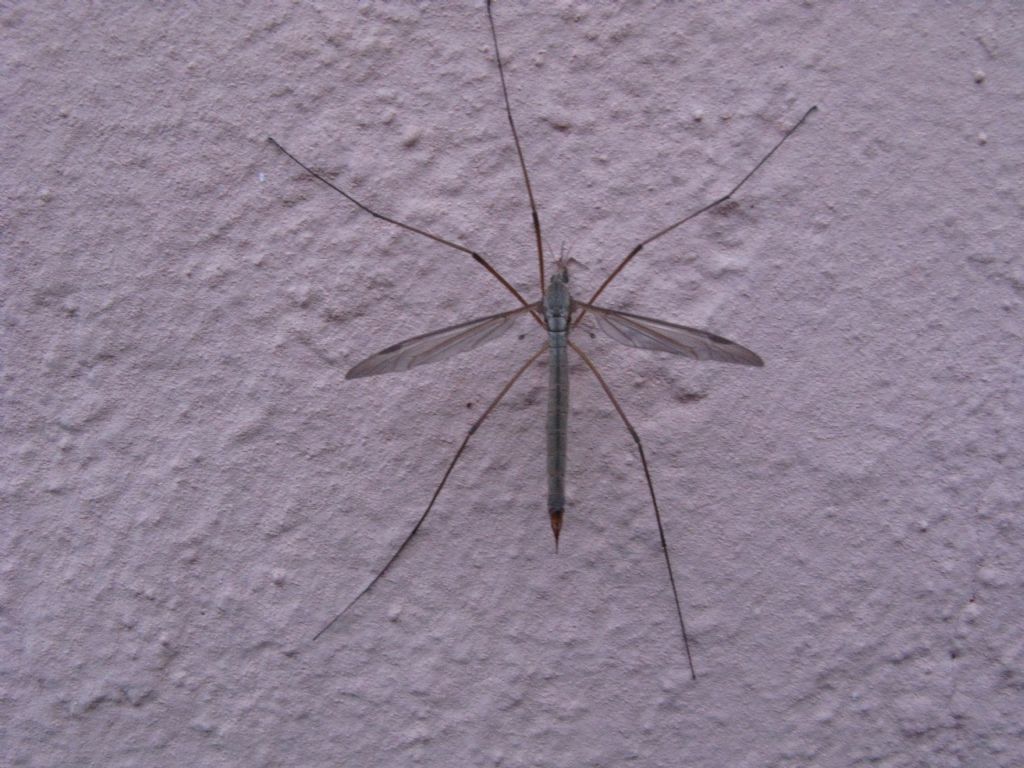 Tipulidae da id.