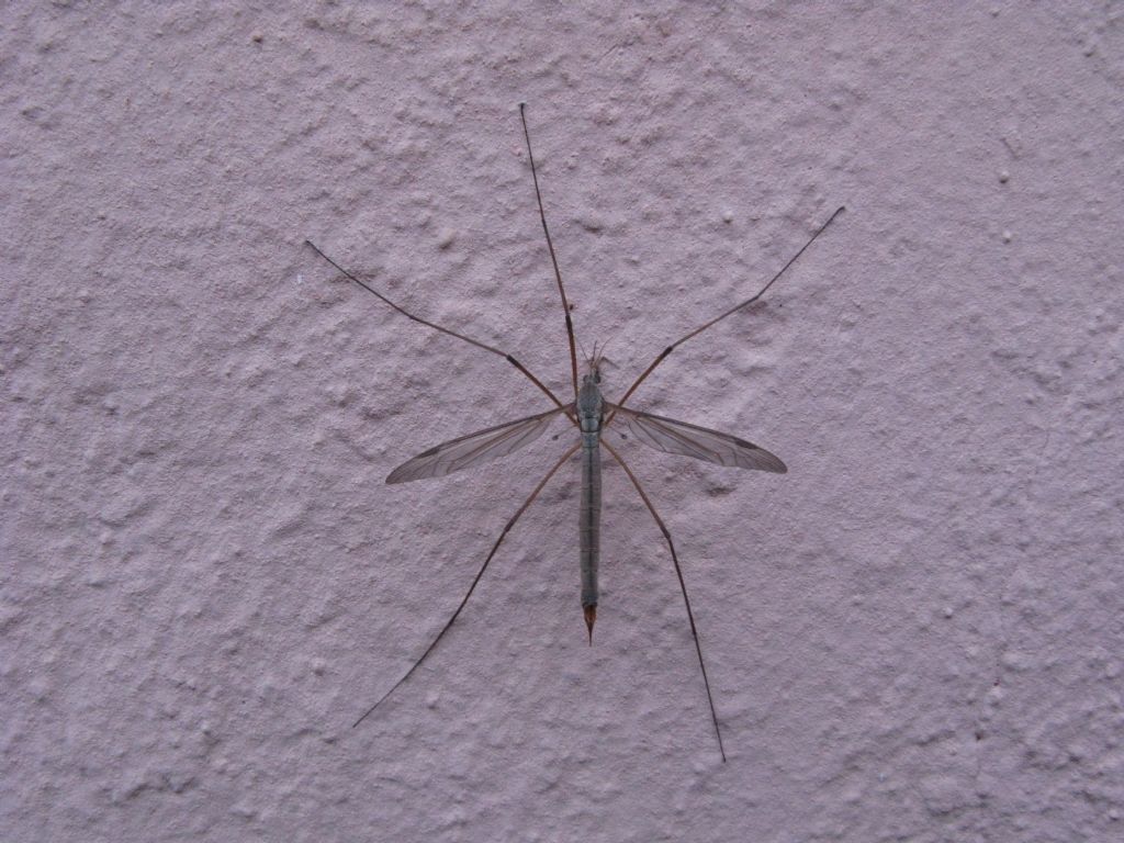 Tipulidae da id.