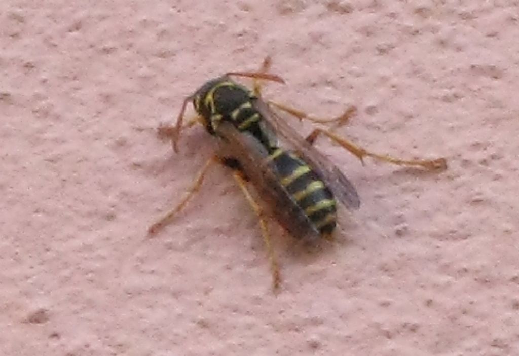 Polistes nynphus ?