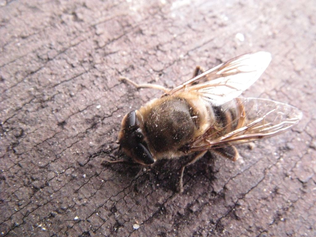 Eristalis tenax svernante