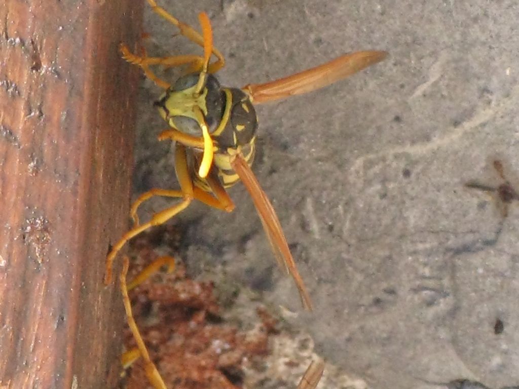 Polistes gallicus ?