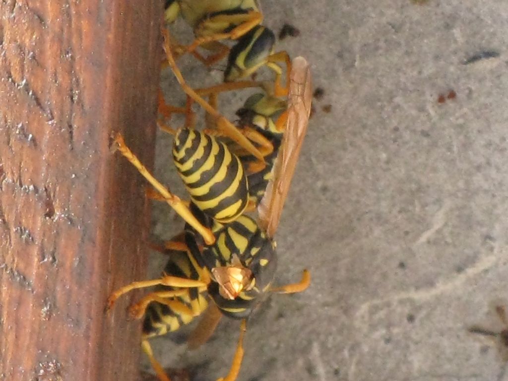 Polistes gallicus ?