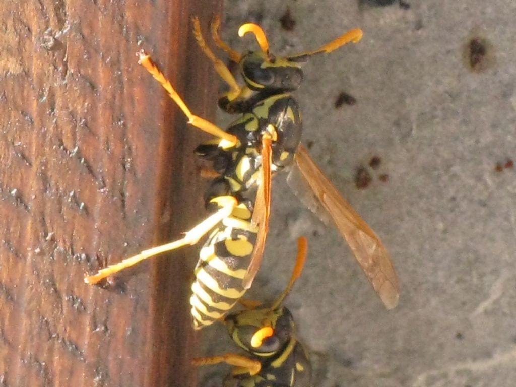 Polistes gallicus ?