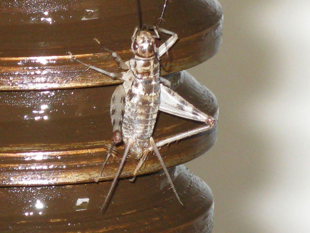 Gryllomorpha dalmatina