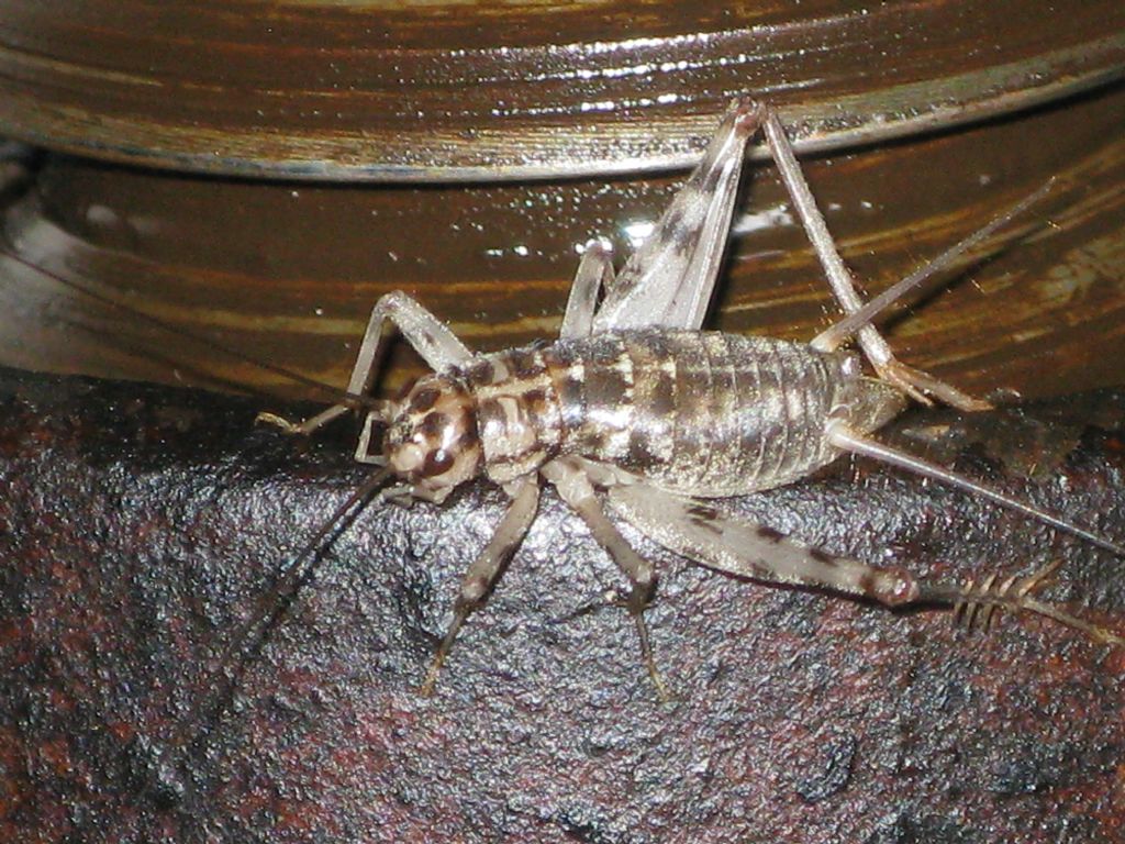 Gryllomorpha dalmatina