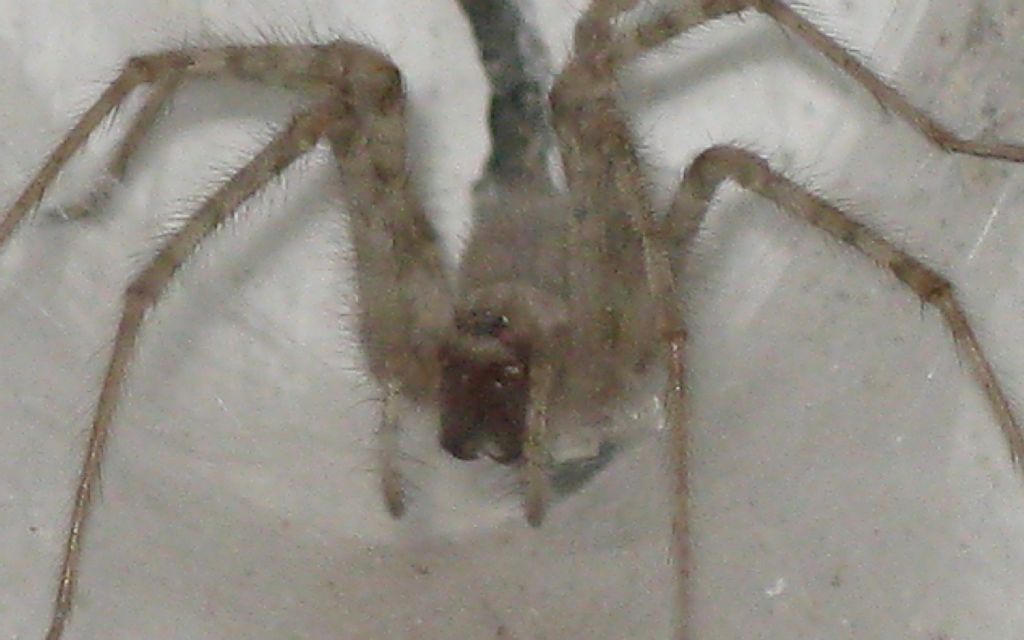 Tegenaria parietina..