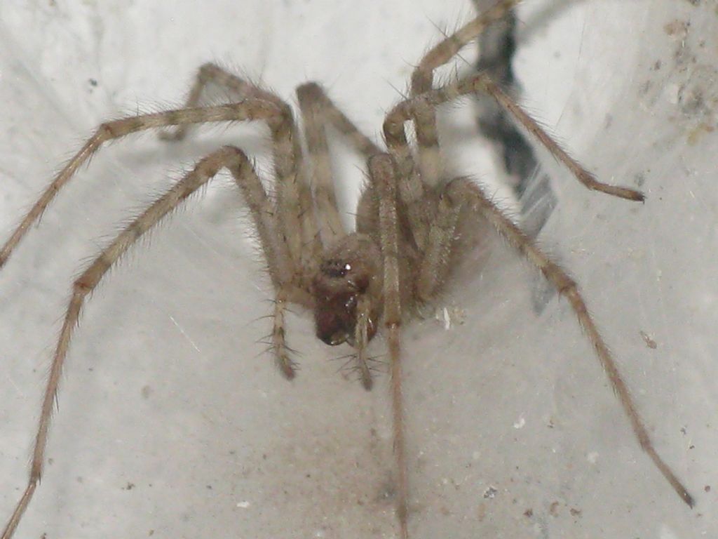 Tegenaria parietina..