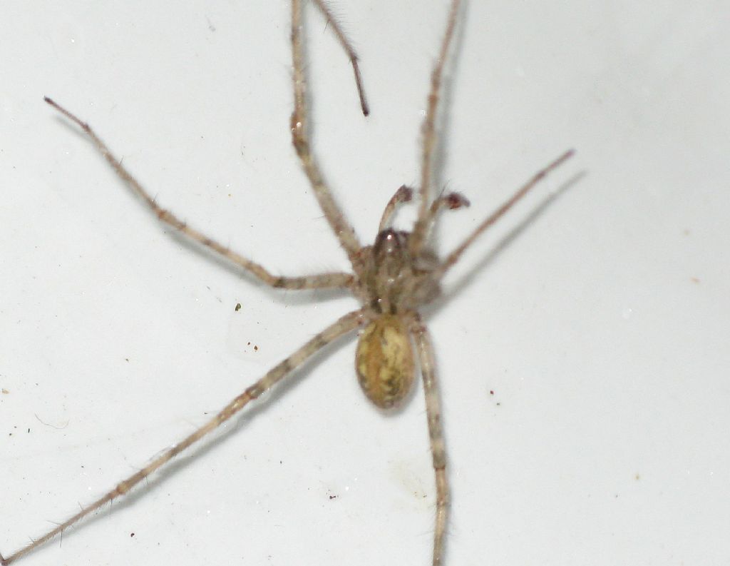 Tegenaria parietina..