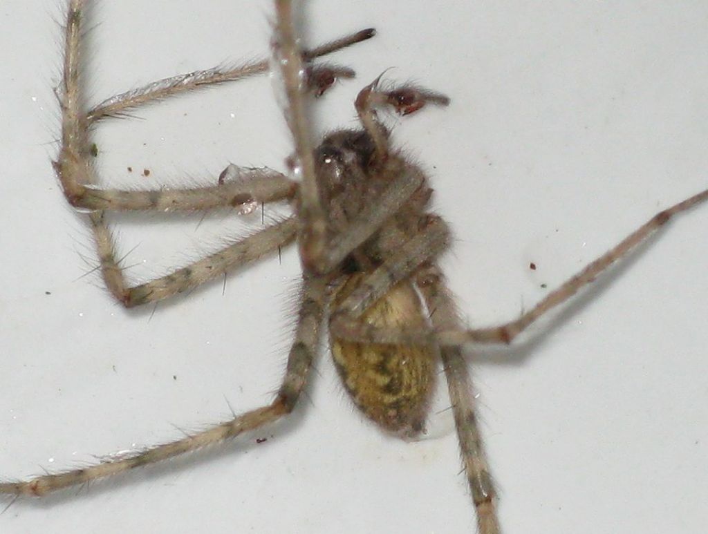 Tegenaria parietina..