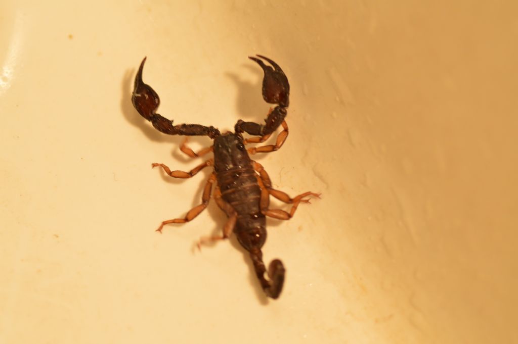 Euscorpius sp